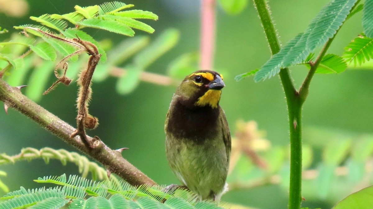 Yellow-faced Grassquit - ML636795447