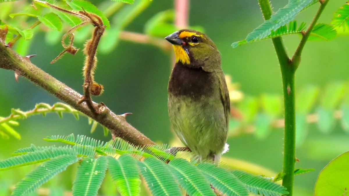 Yellow-faced Grassquit - ML636795448