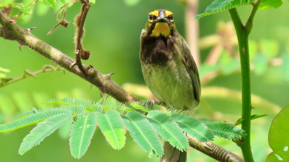 Yellow-faced Grassquit - ML636795449