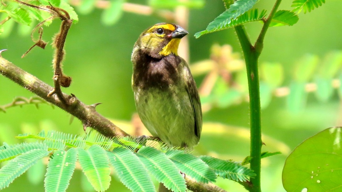 Yellow-faced Grassquit - ML636795450