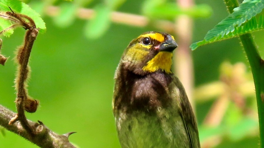 Yellow-faced Grassquit - ML636795451