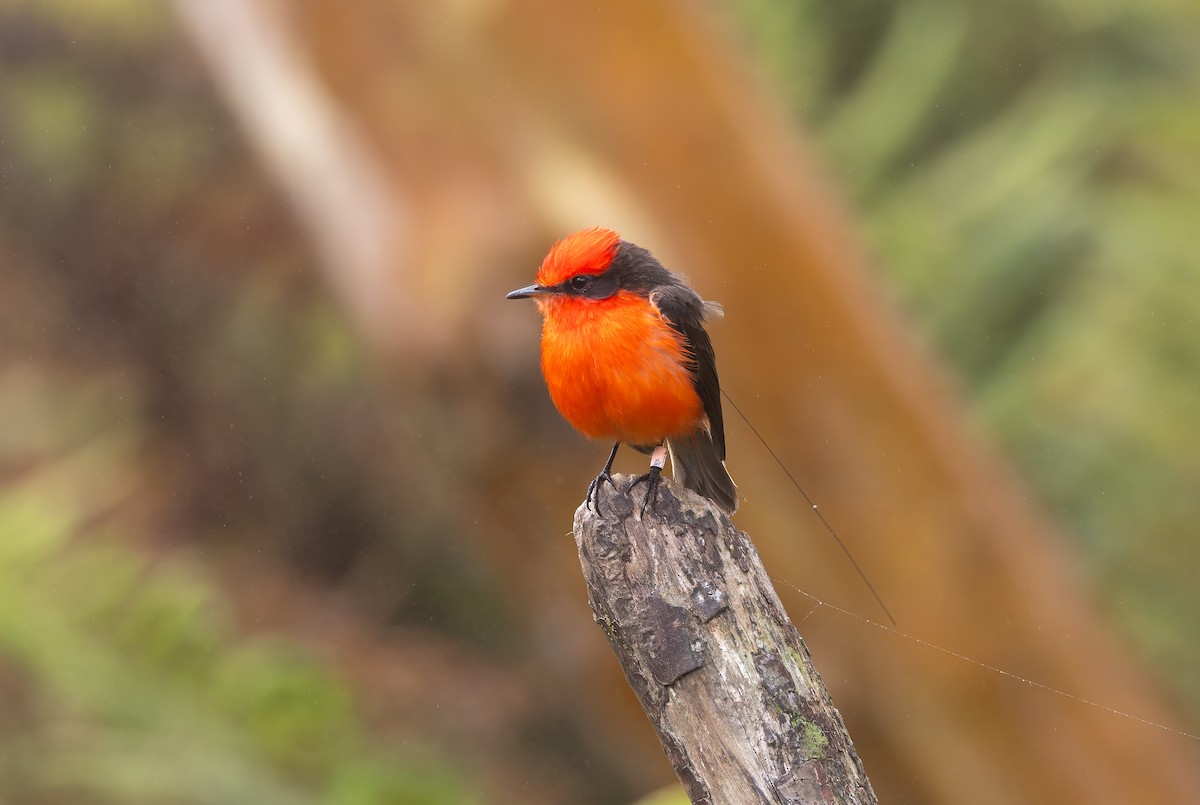 Brujo Flycatcher - ML636795459