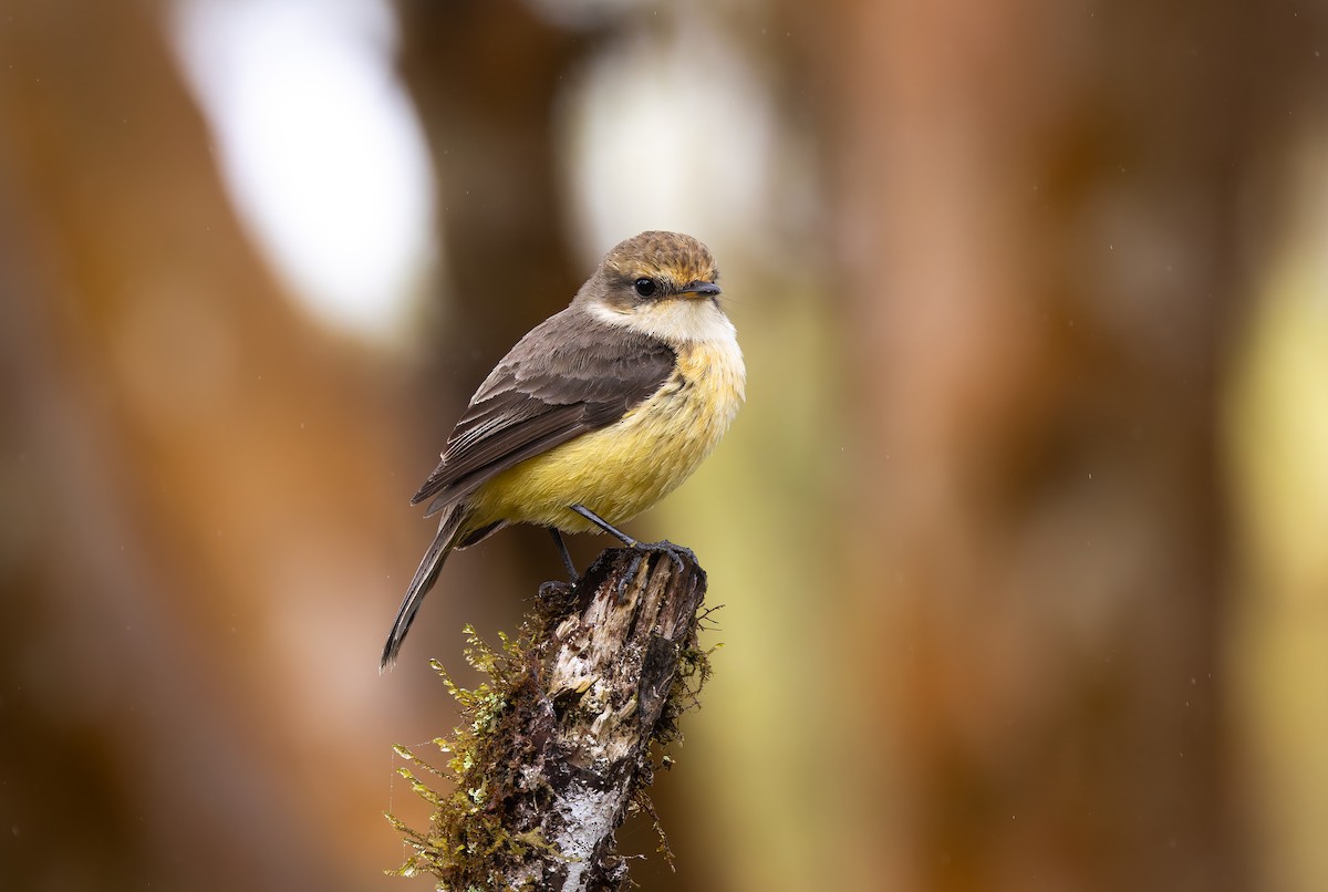 Brujo Flycatcher - ML636795461