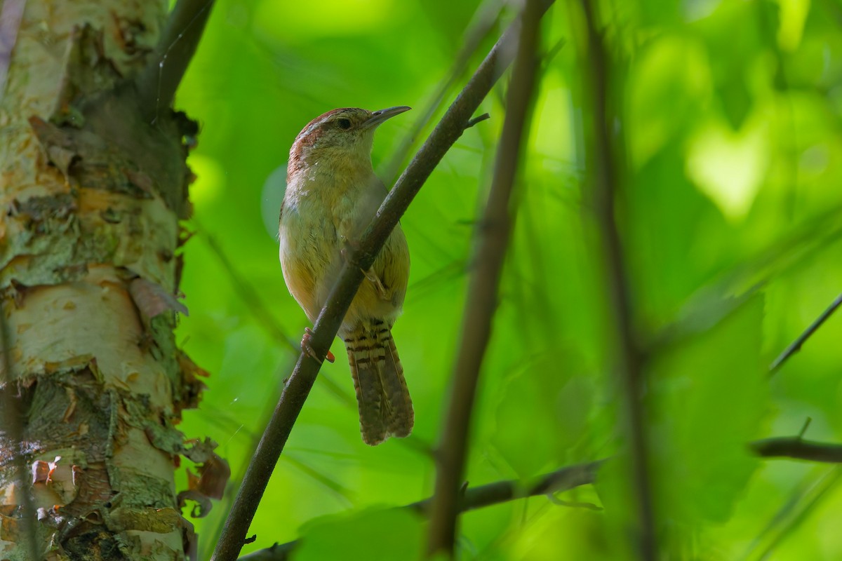 Carolina Wren - ML636795489