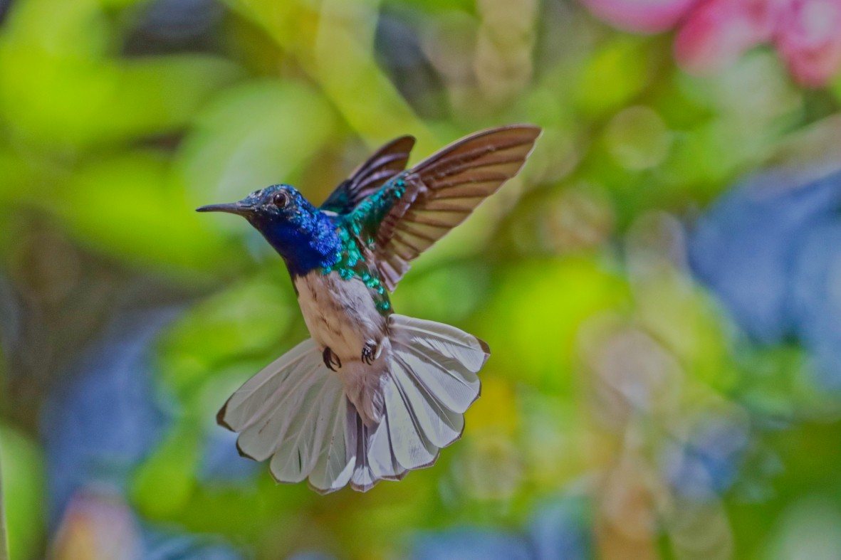 White-necked Jacobin - ML636795501