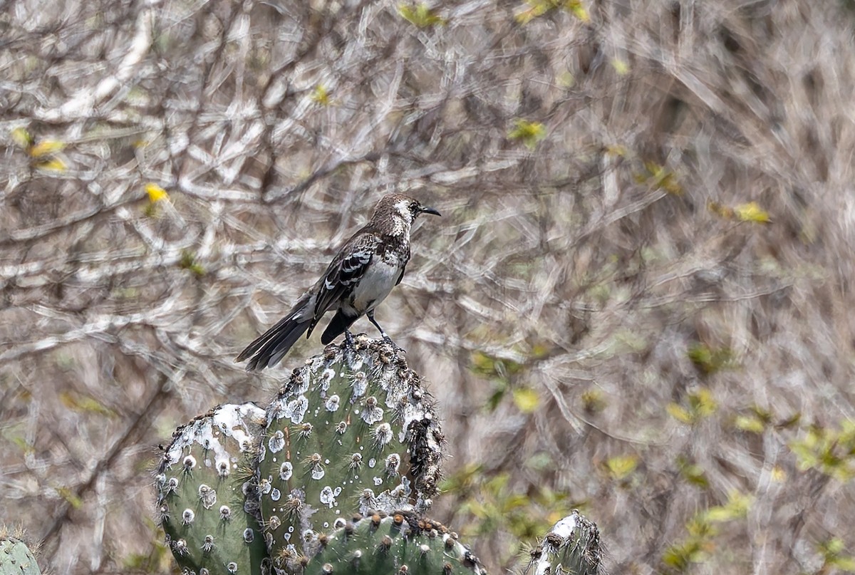 Floreana Mockingbird - ML636795633