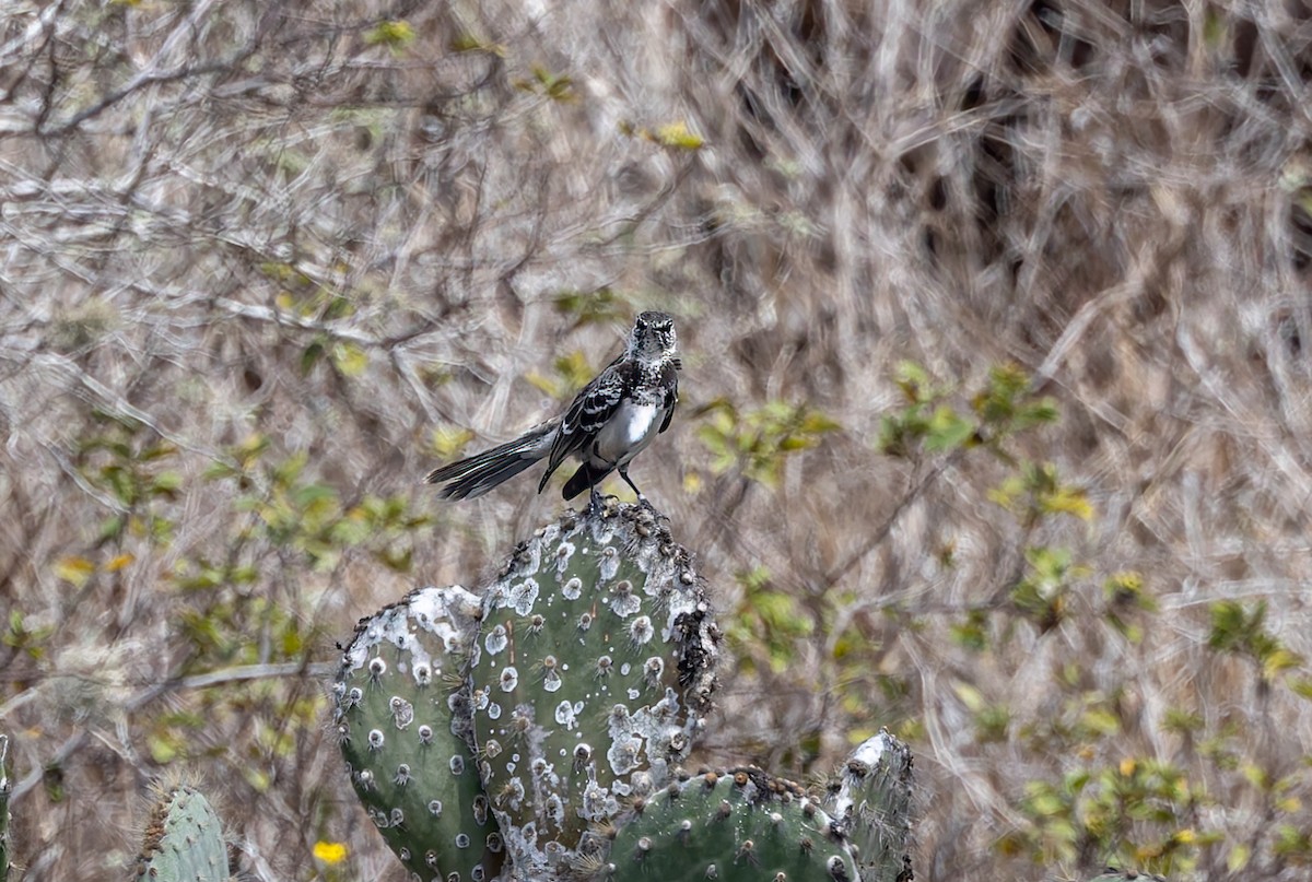Floreana Mockingbird - ML636795634