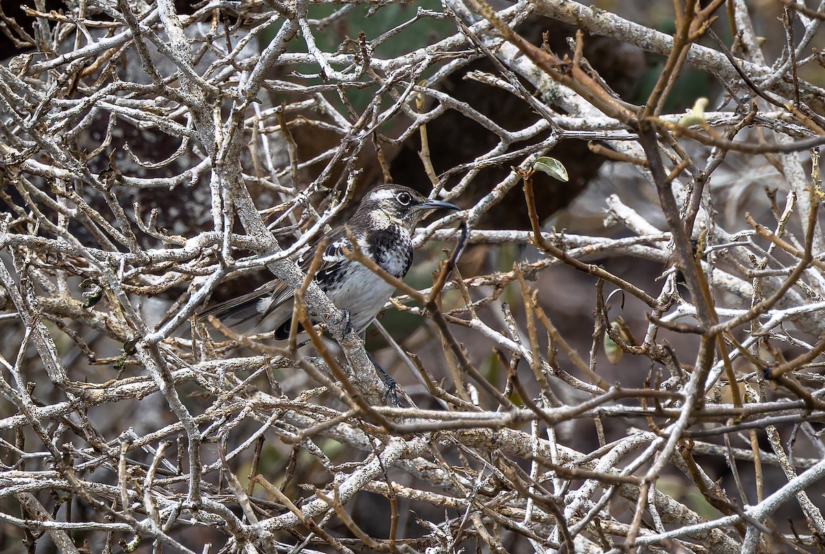 Floreana Mockingbird - ML636795636
