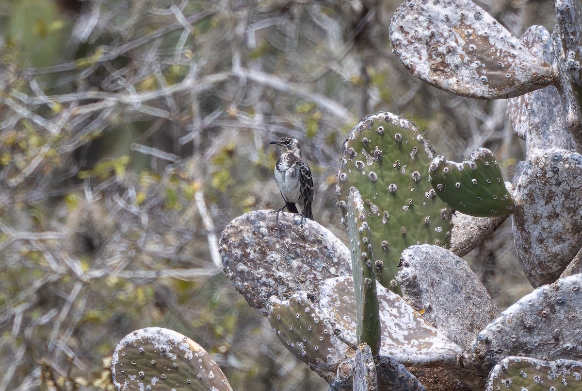 Floreana Mockingbird - ML636795637
