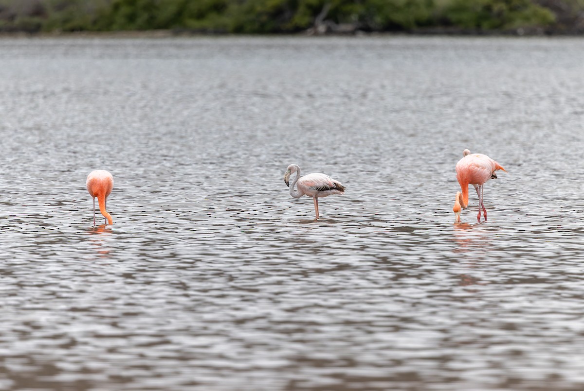 American Flamingo - ML636795674