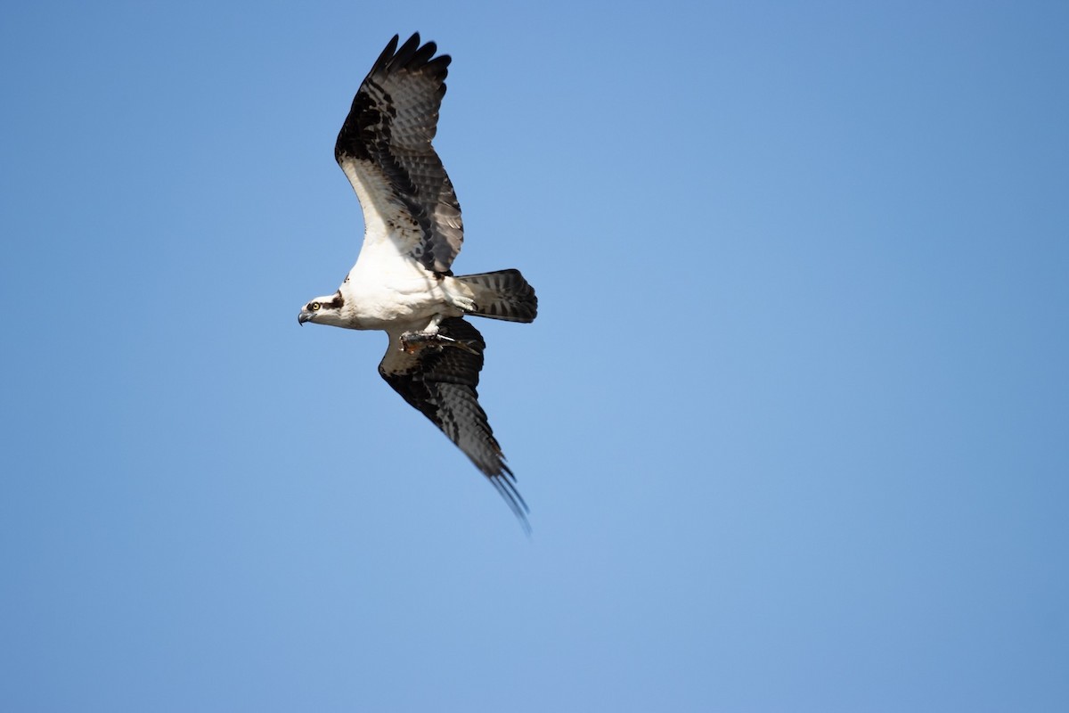 Osprey - ML636795675