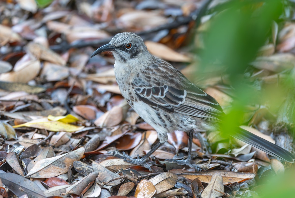 Española Mockingbird - ML636795681