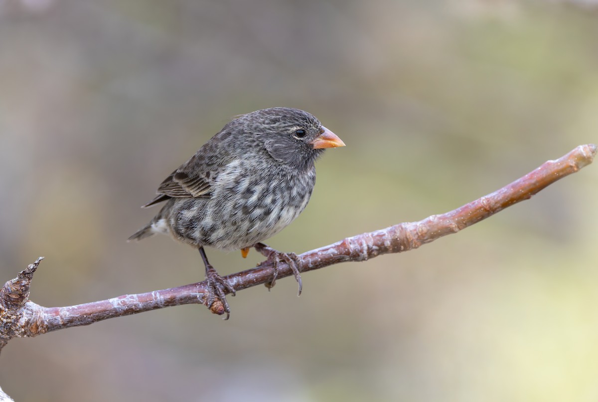 Small Ground-Finch - ML636795688