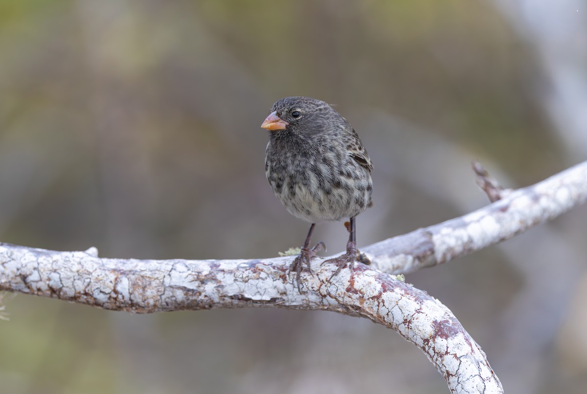 Small Ground-Finch - ML636795689