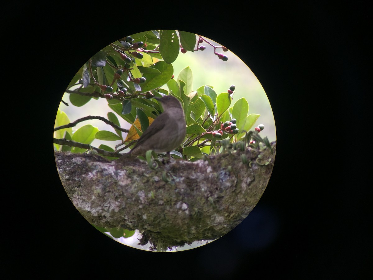Mountain Thrush - ML636795690