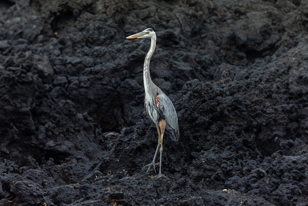 Great Blue Heron - ML636795697