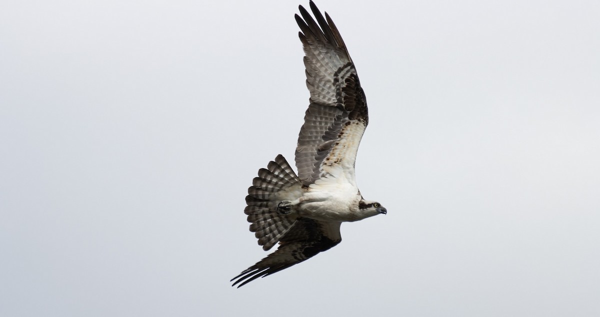 Osprey - ML636795704