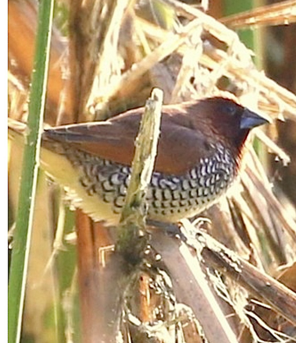 Scaly-breasted Munia - ML636795800