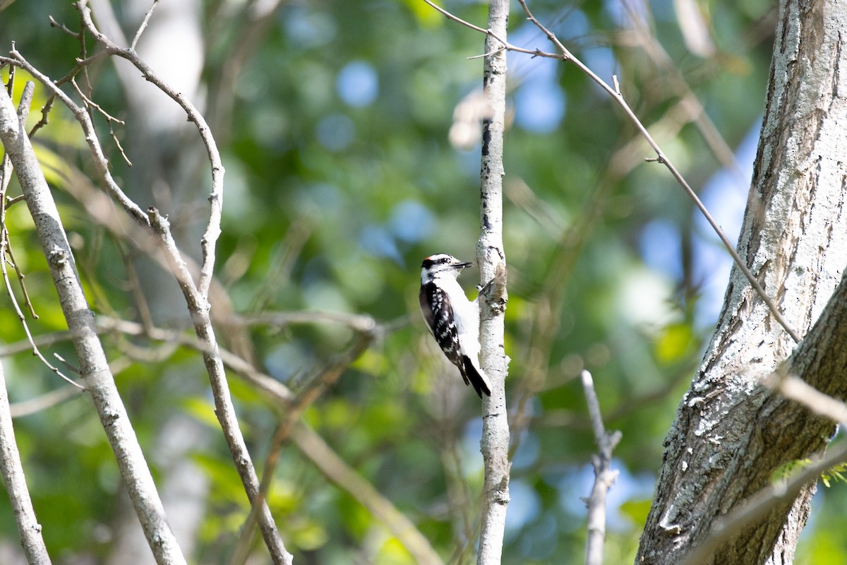 Downy Woodpecker - ML636795835