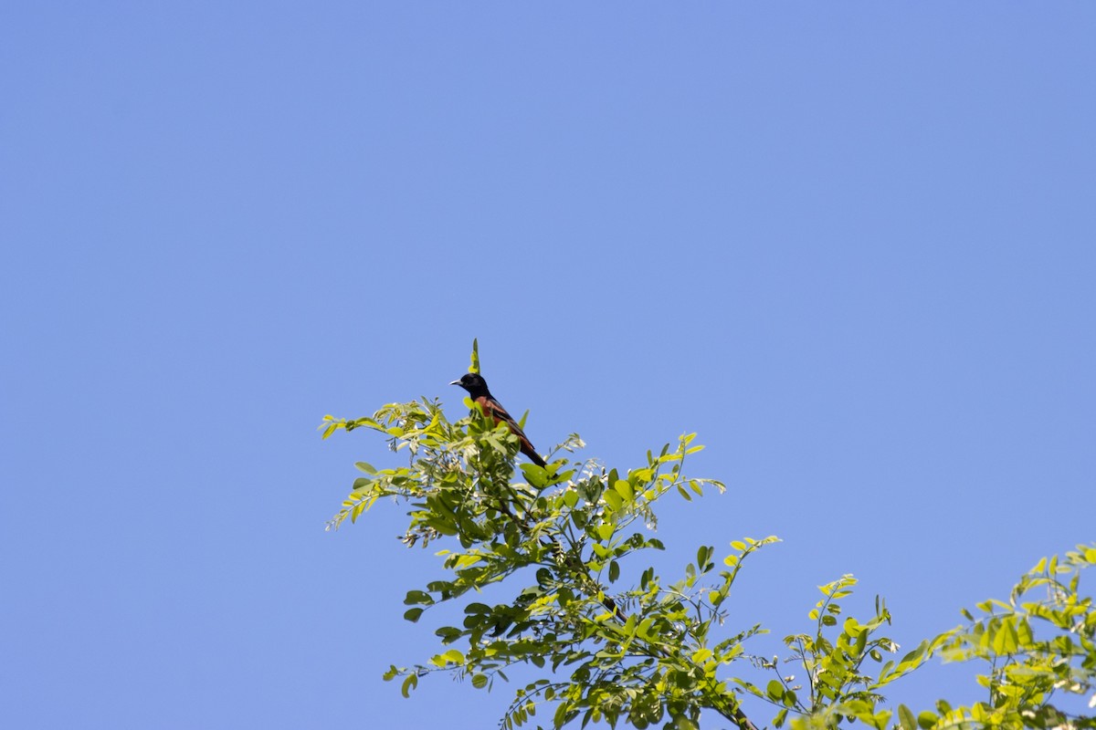Orchard Oriole - ML636795885