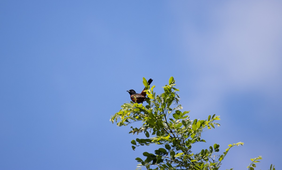 Orchard Oriole - ML636795891