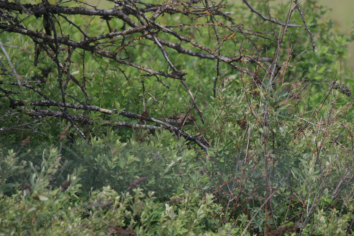 Purple/Cassin's Finch - ML636795993