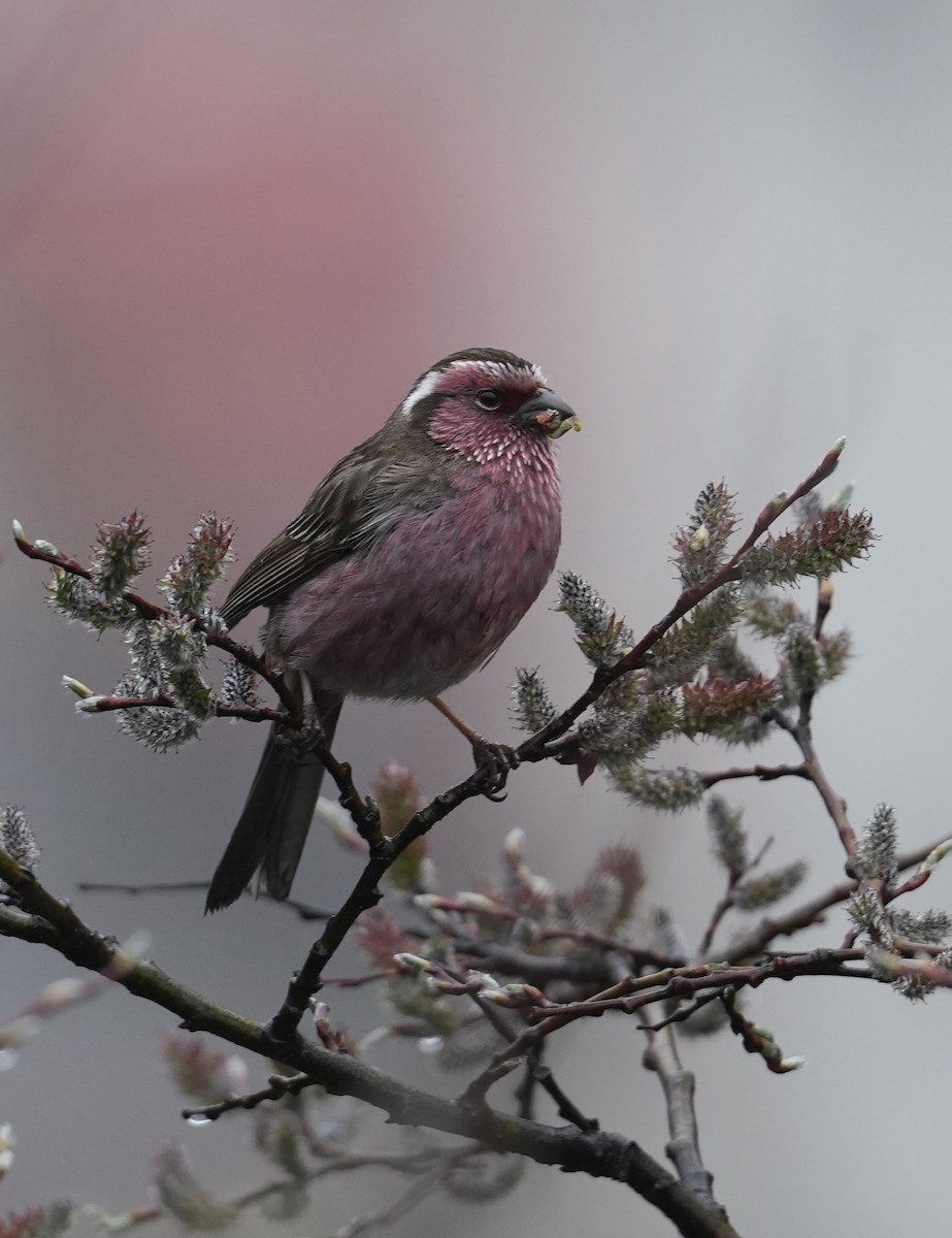 Chinese White-browed Rosefinch - ML636796005