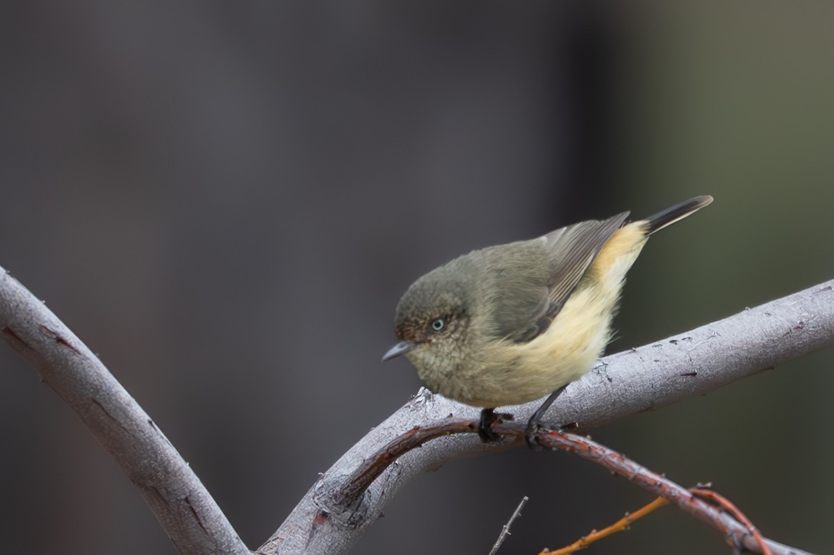 Buff-rumped Thornbill - ML636796011