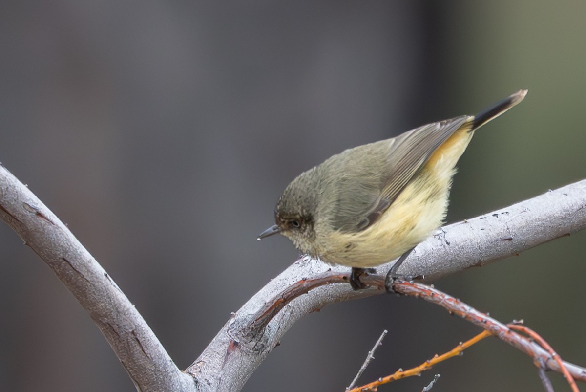 Buff-rumped Thornbill - ML636796013