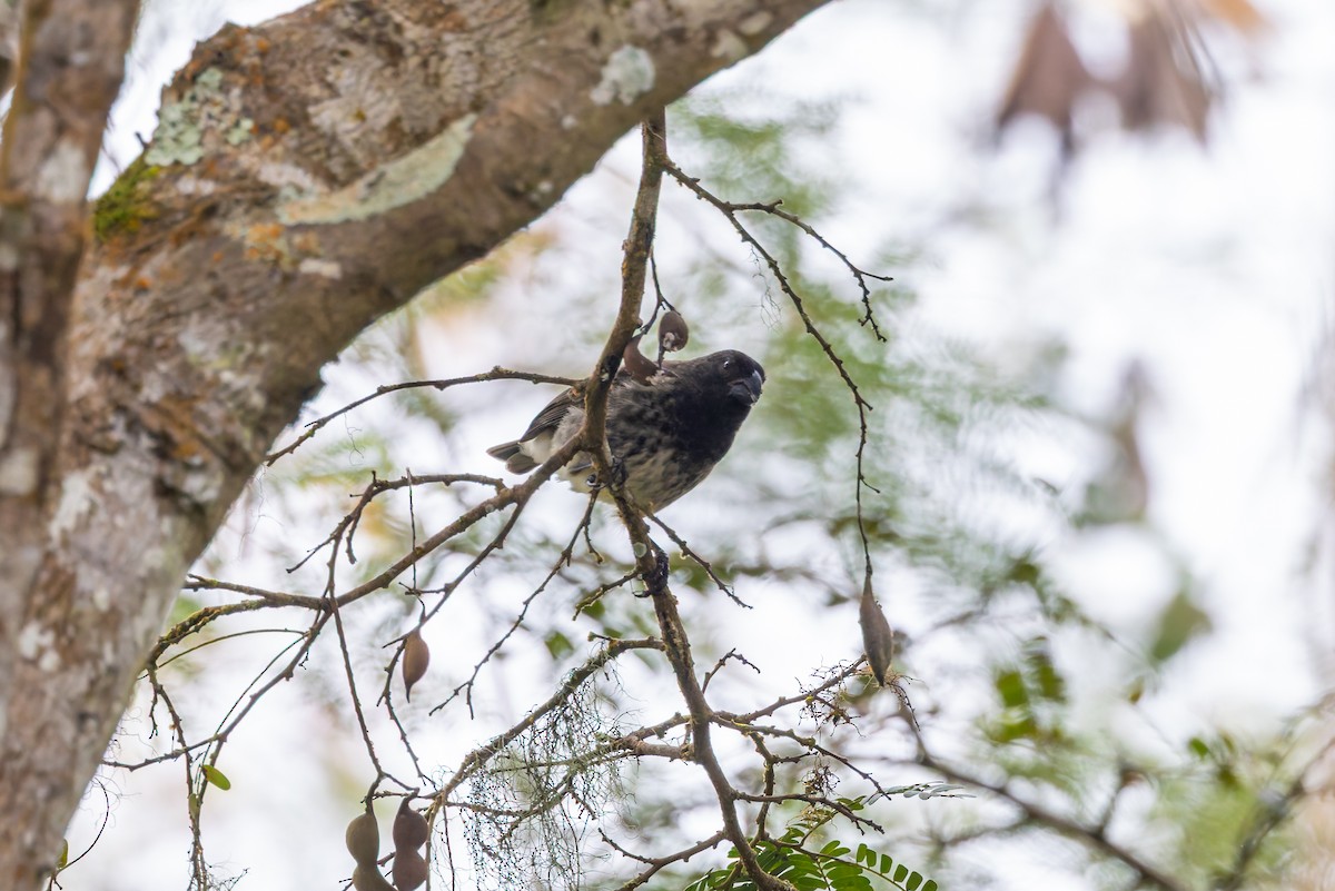 Vegetarian Finch - ML636796049