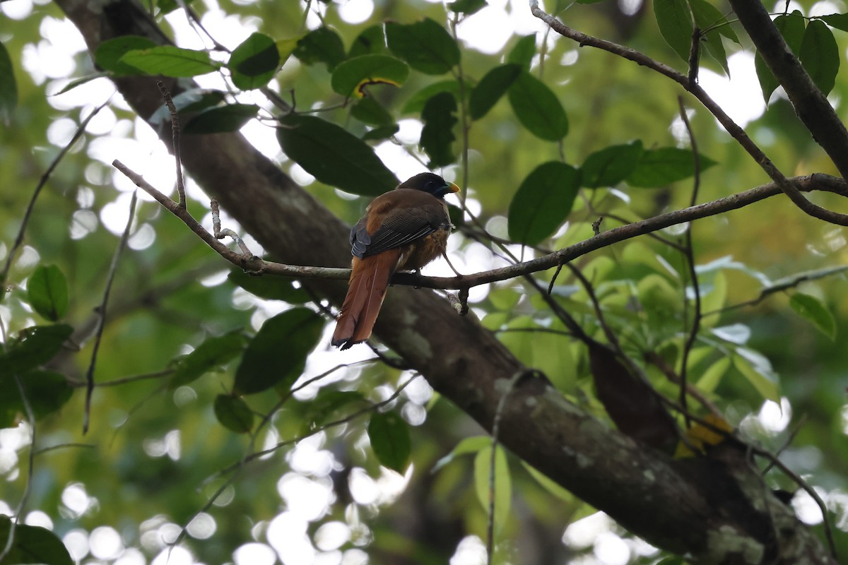 Philippine Trogon - ML636796095