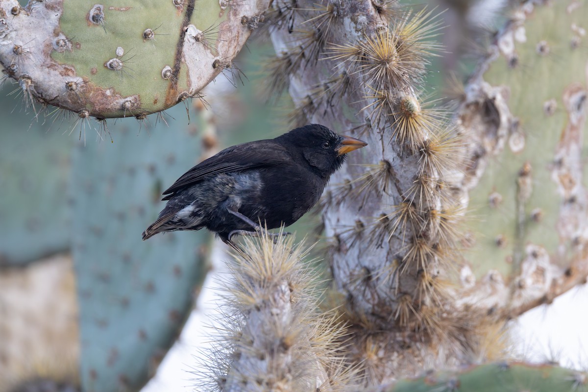 Common Cactus-Finch - ML636796110