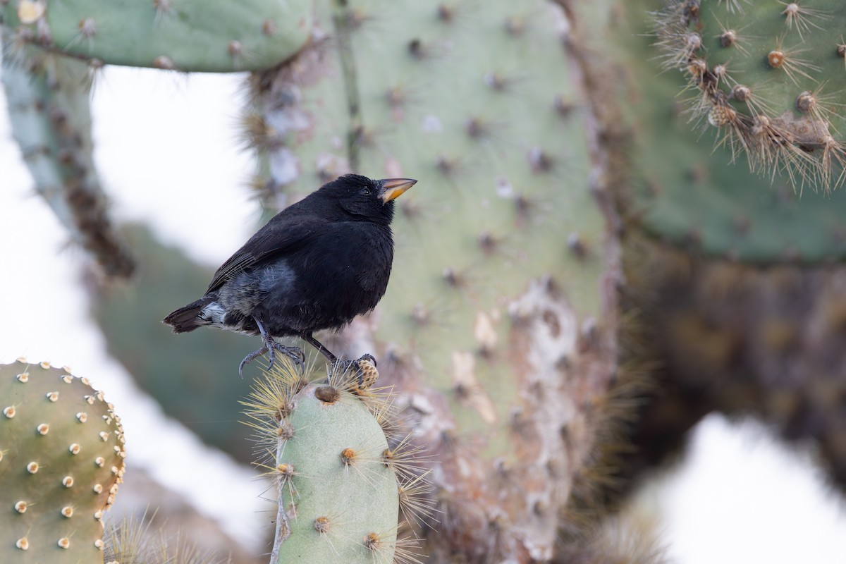 Common Cactus-Finch - ML636796112