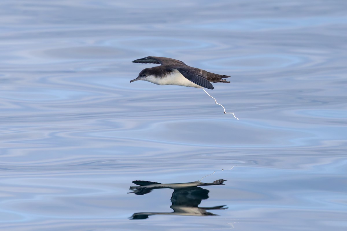 Galapagos Shearwater - ML636796157