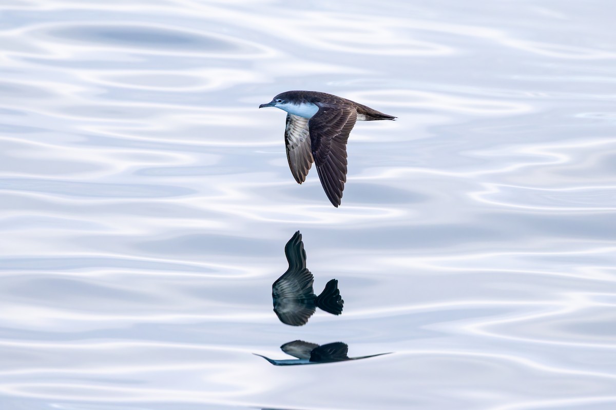 Galapagos Shearwater - ML636796159