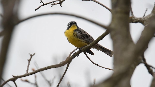 Kirtland's Warbler - ML636796179