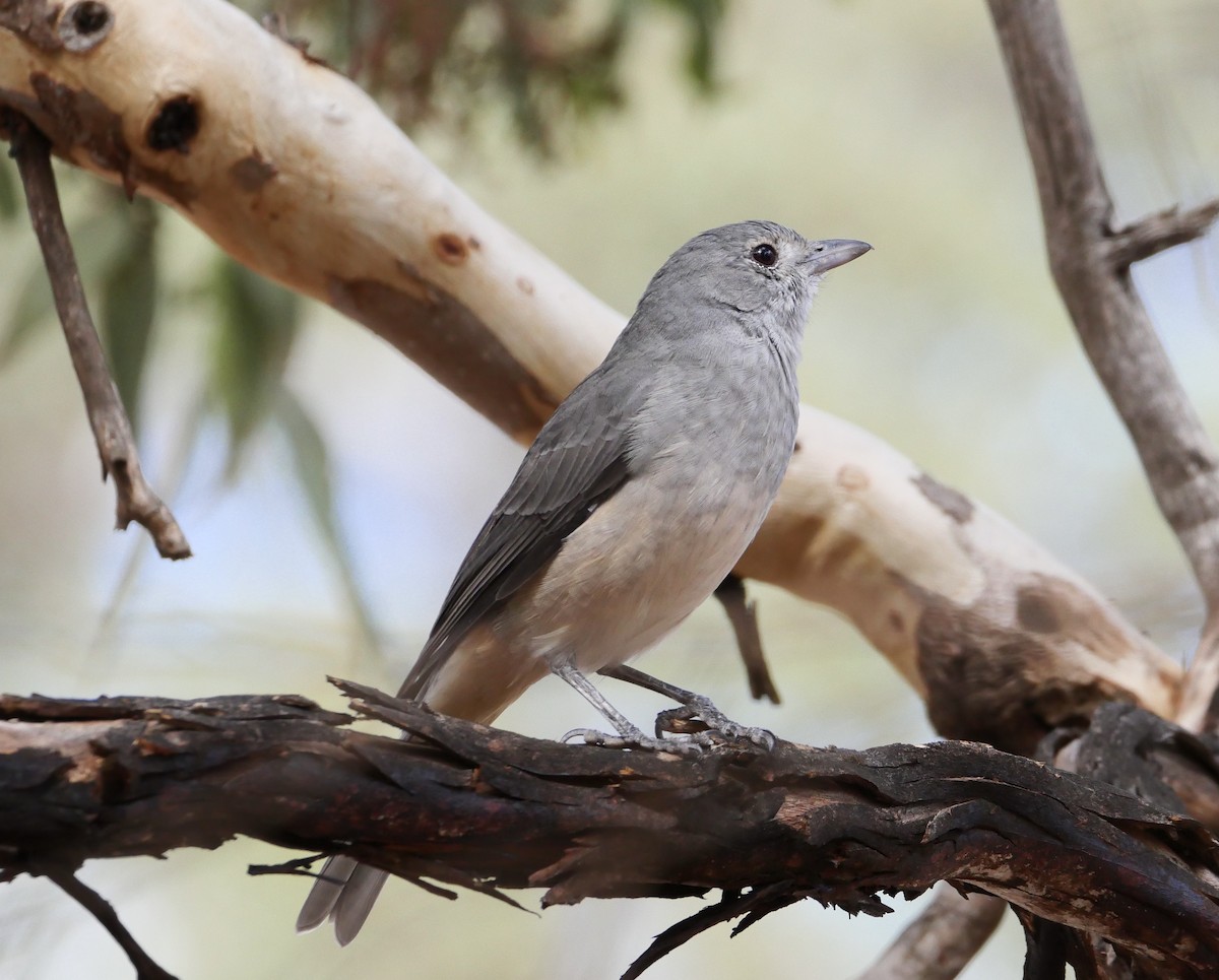 Golden Whistler (Western) - ML636796185
