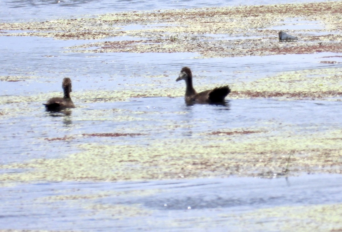 Black-bellied Whistling-Duck - ML636796200