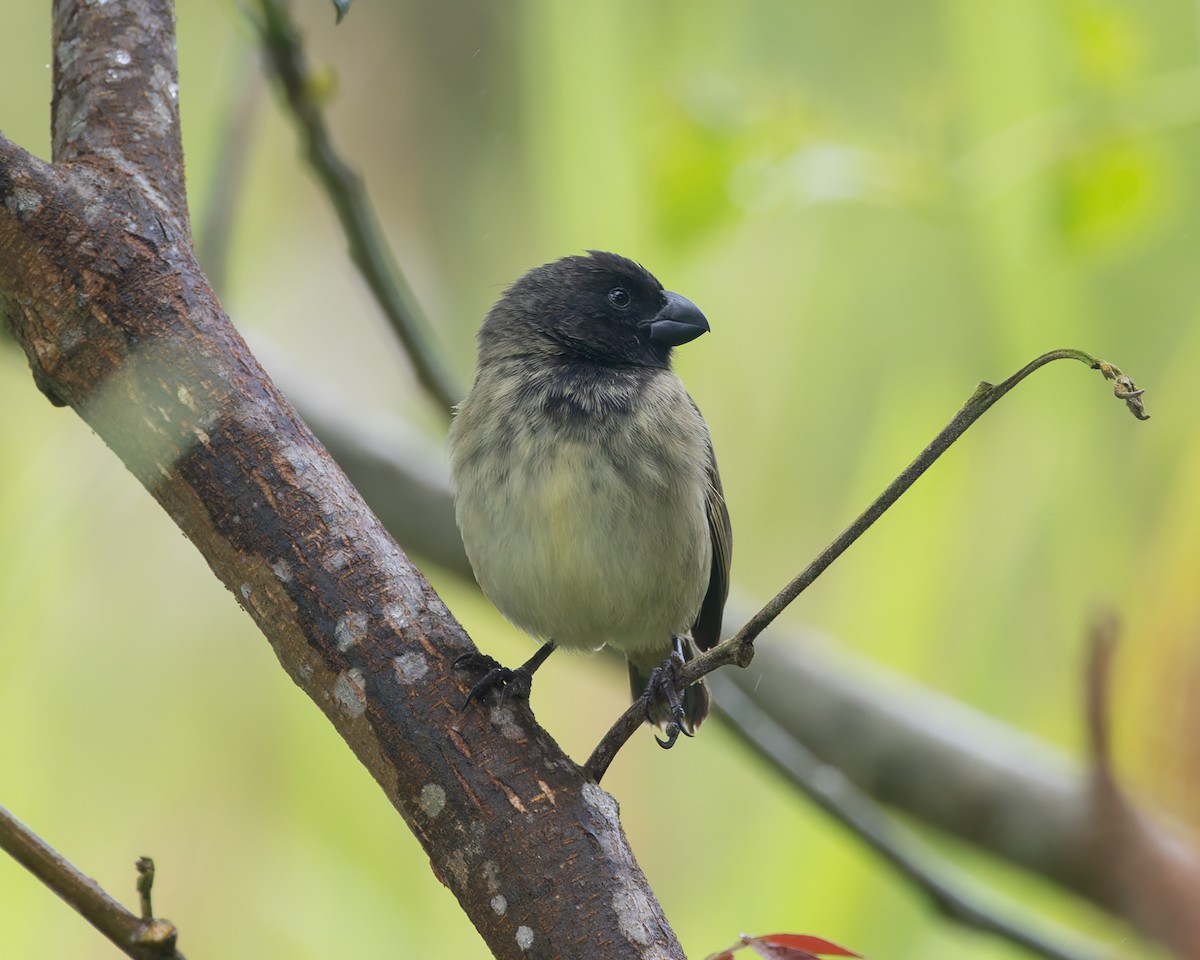 Large Tree-Finch - ML636796205