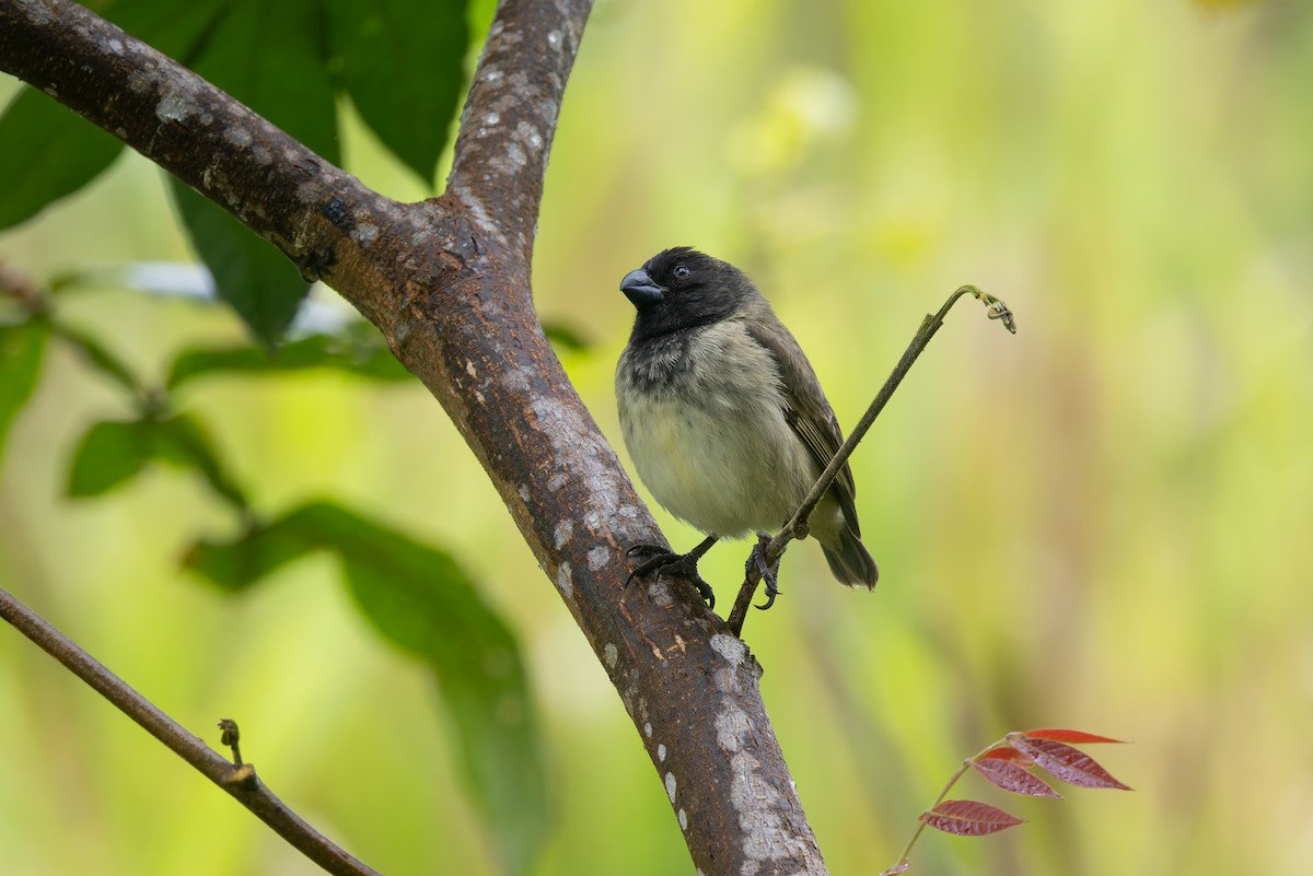 Large Tree-Finch - ML636796206