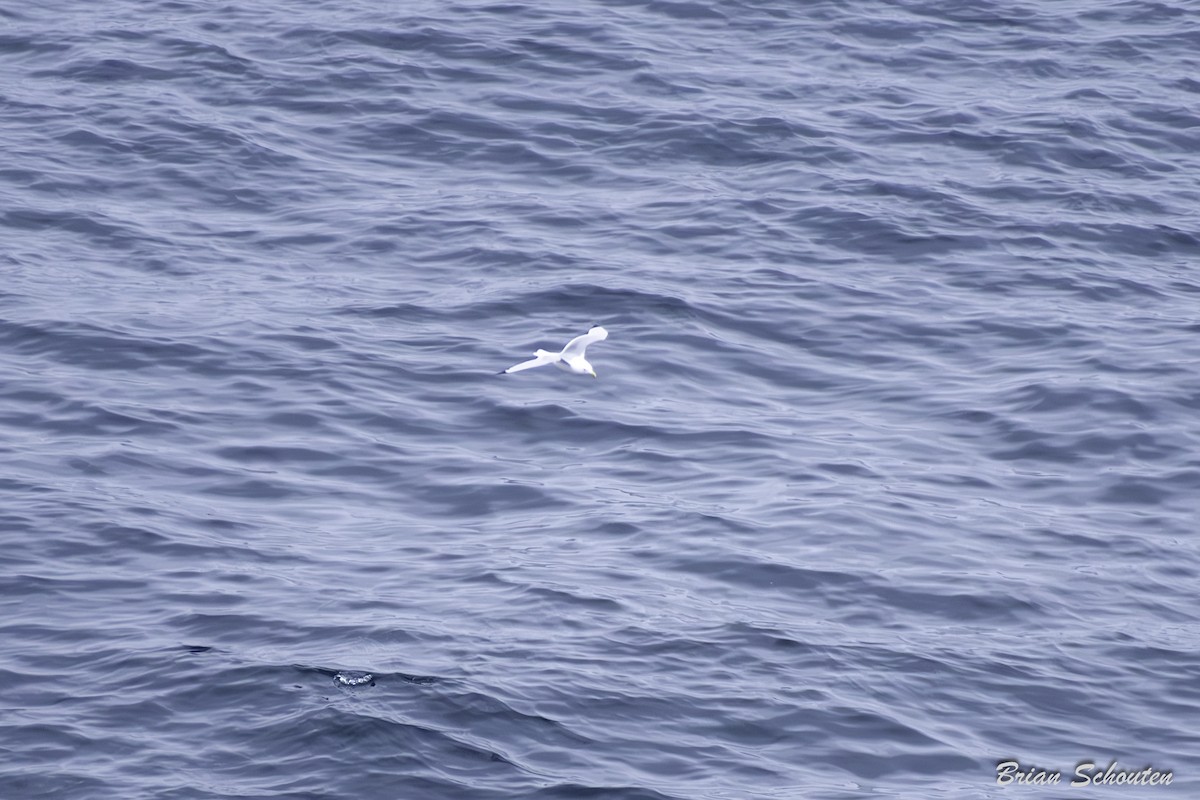 Black-legged Kittiwake - ML636796238