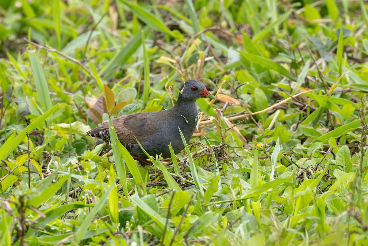Paint-billed Crake - ML636796251