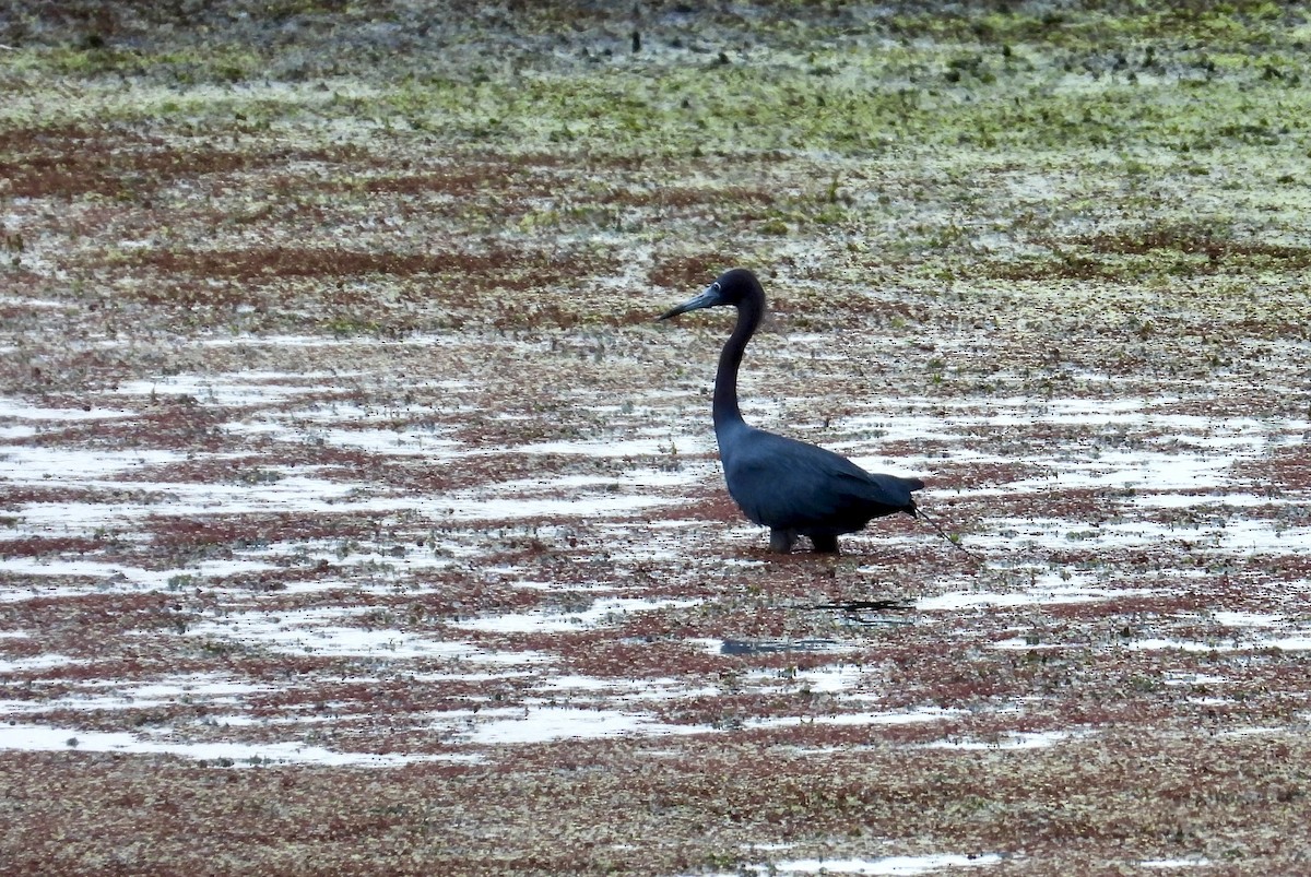 Little Blue Heron - ML636796271