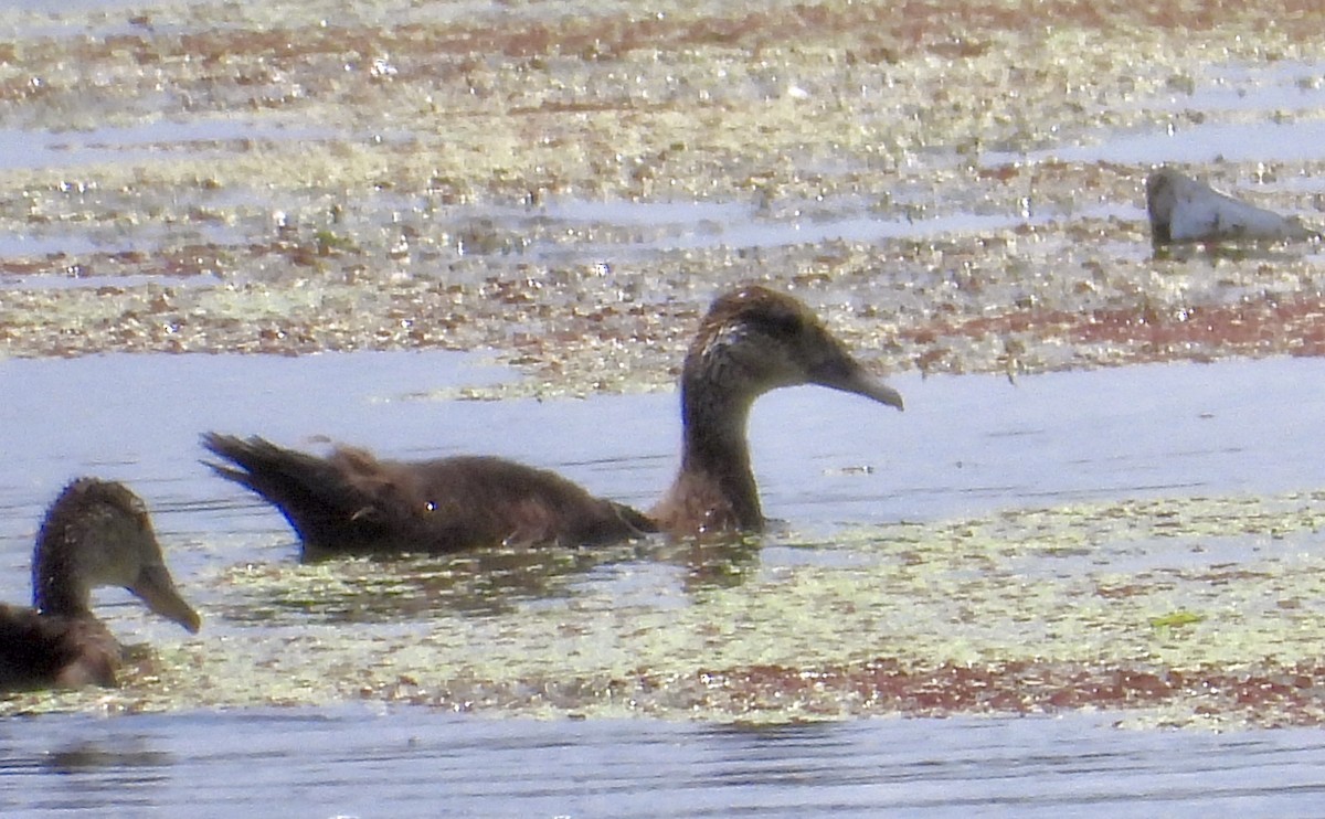 Black-bellied Whistling-Duck - ML636796318