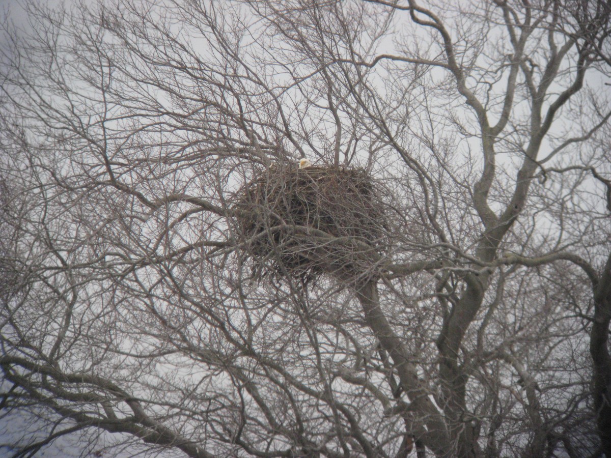 Bald Eagle - ML636796350