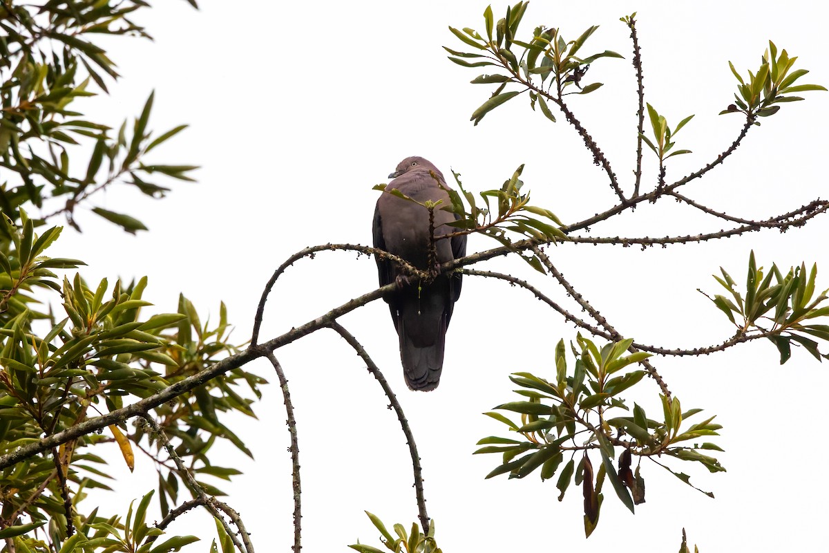 Pigeon plombé - ML636796395