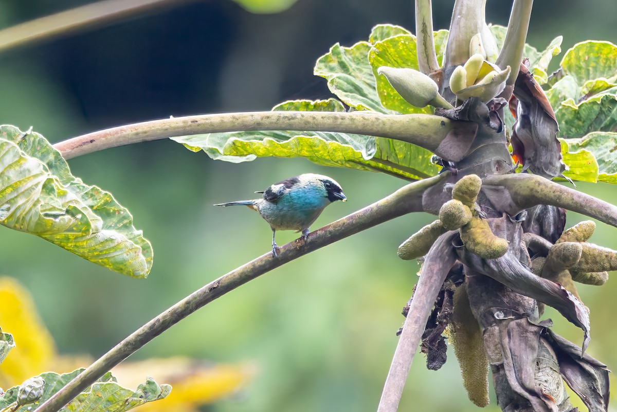 Metallic-green Tanager - ML636796399