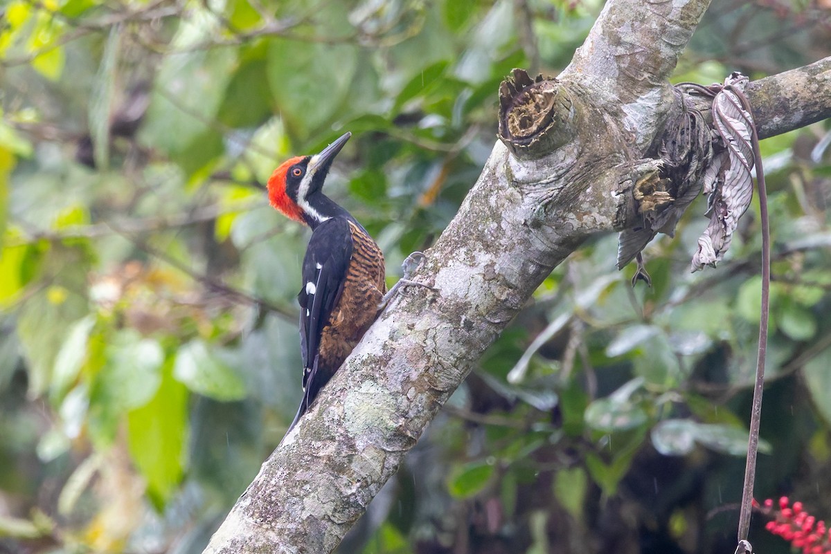 Powerful Woodpecker - ML636796413