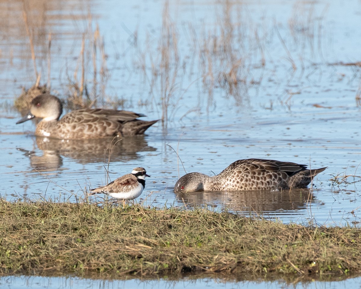 Black-fronted Dotterel - ML636796426