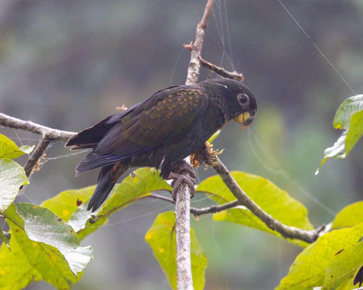 Bronze-winged Parrot - ML636796437